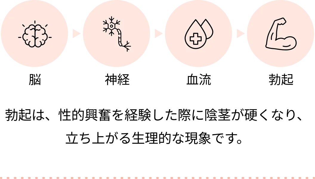 脳、神経、血流、勃起。勃起は、脳からの刺激によって血液が陰茎に流れ込むことで起こります。